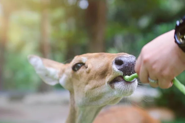 Vista Retrato Cervos Jovens Bonitos Comendo Vegetais Mão Parque Zoológico — Fotografia de Stock