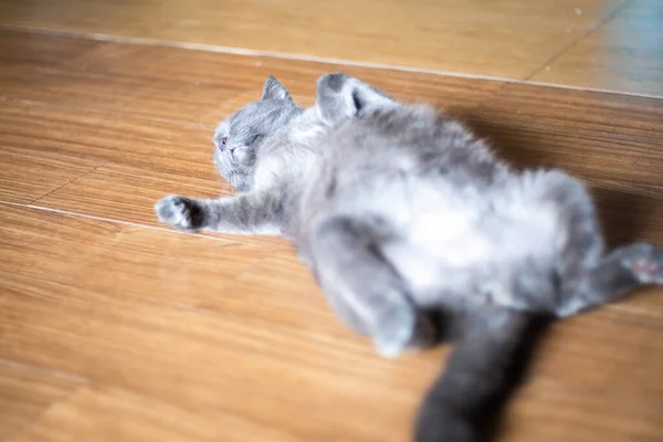 Lindo Gordito Gato Durmiendo Madera Piso Casa —  Fotos de Stock