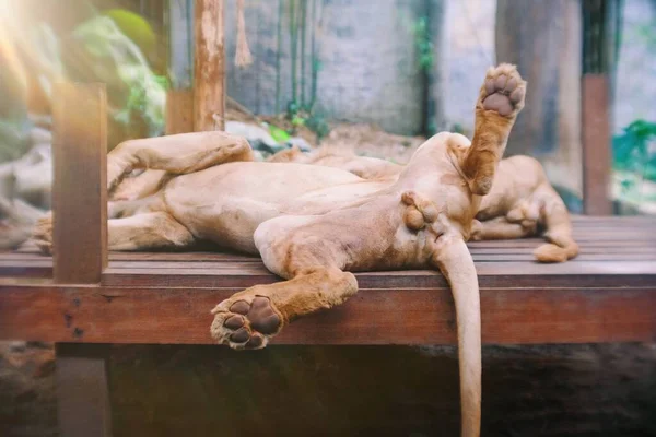 Uitzicht Vanaf Achterkant Van Een Mannelijke Leeuw Slapend Het Hout — Stockfoto