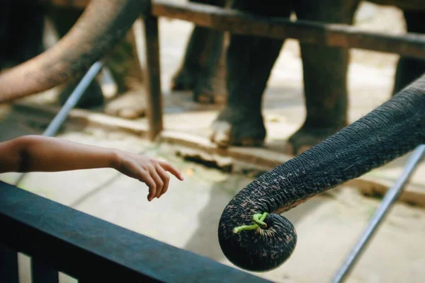 Закрыть Человека Кормящего Вручную Можно Гигантским Хоботком Слона Зоопарке — стоковое фото