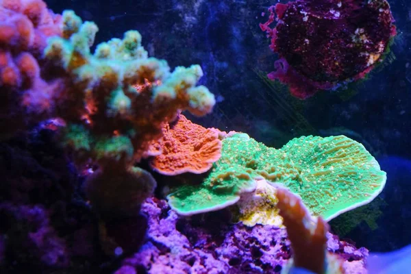 Close Montipora Stylophora Coral Stylophora Sps Coral Reef Aquarium Tank — Stock Photo, Image