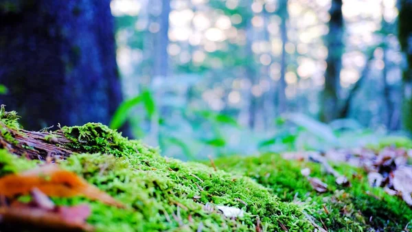 Beautiful Greenery Natural Environment Forest Focus Green Moss Blurred Trees — Stock Photo, Image