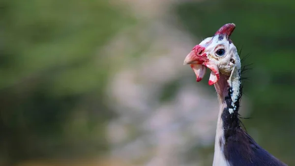 Selektivt Fokus Porträtt Närbild Vilda Pärlhöns Med Suddig Bakgrund Vitt — Stockfoto