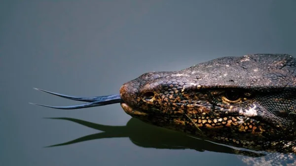 Selektiver Fokus Portrait Nahaufnahme Kopf Des Asiatischen Wasserwarans Oder Varanus — Stockfoto