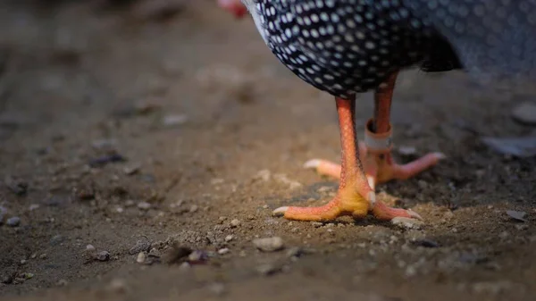Yaban Gine Kümes Hayvanlarının Yakın Seçici Odak Noktası Yerde Tavuk — Stok fotoğraf