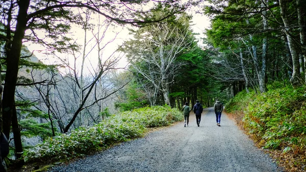 日本の森の中の道を歩く友情旅行者の男性と女性の背面ビュー Akimikichi国立公園 — ストック写真