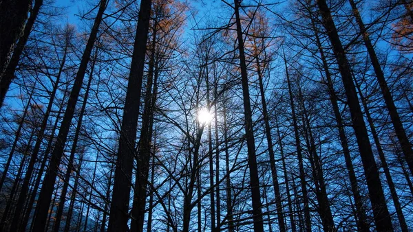 Silhueta Árvores Com Luz Solar Floresta — Fotografia de Stock