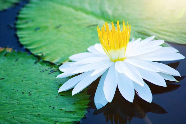 Gyönyörű Fehér Lótusz Virág Vagy Víz Liliom Zöld Levél Tóban — Stock Fotó