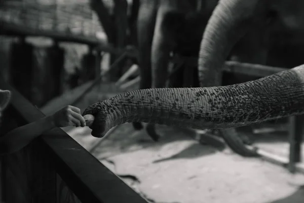 動物園の巨大な象のトランクに野菜を供給する人の手を閉じる かわいいタイの動物 黒と白の色 — ストック写真