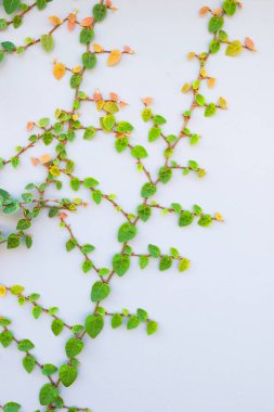 Güzel yeşil Ficus pompa fabrikası duvarın arkasına tırmanıyor.