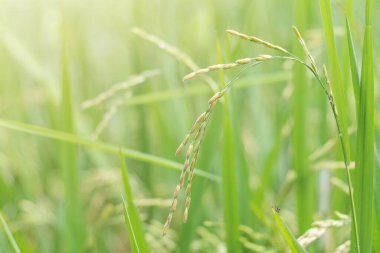 Tayland 'daki çeltik tarlasında yeşil ve sarı pirinç kulaklarını kapatın..