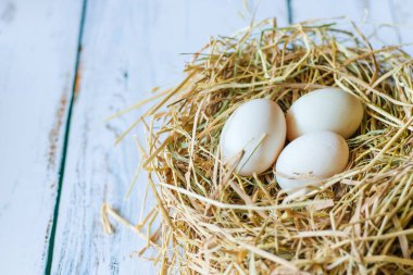 Yuva samanında taze organik beyaz yumurtalar parlak mavi ahşap zemin üzerinde kopya alanı ile.