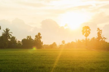 Sabahleyin Tayland kırsalındaki doğal pirinç tarlasında güneşin doğuşunun manzarası..