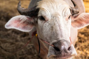 Tayland 'daki yerel mandıra çiftliğinde Tayland beyaz bufalosunun portresi..