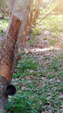 Tayland 'ın güneyindeki Lastik plantasyonunda kauçuk ağaçlar..