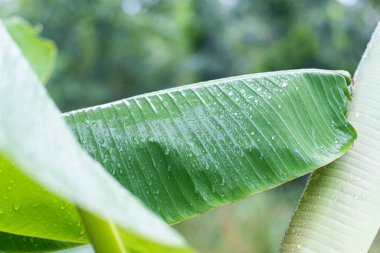 Taze yeşil muz yaprağı ve tropikal yağmur ormanlarındaki doğal arka planda su damlaları..