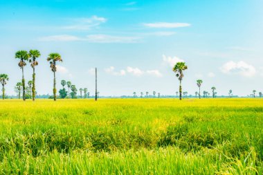 Taze yeşil çeltik pirinç tarlasının güzel manzarası. Palmiye ağacı ve Tayland 'da mavi gökyüzü bulutları..