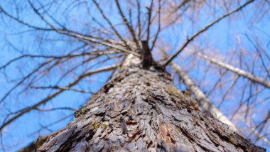 Kamikochi Ulusal Parkı, Kamikochi, Japonya 'da sonbahar mevsiminde kurumuş kahverengi dallar mavi gökyüzü arka planına sahiptir..
