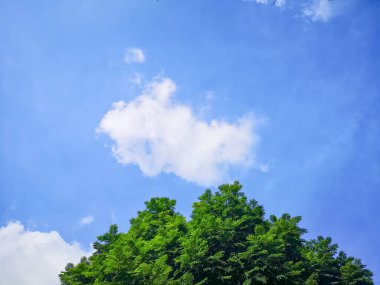 Bir demet Yıldız Bektaşi üzümü meyvesi. Phyllanthus acidus, Otaheite Bektaşi üzümü olarak bilinir.