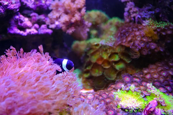 Beautiful Cute Black White Ocellaris Clownfish Swimming Reef Tank Beautiful — Stock Photo, Image