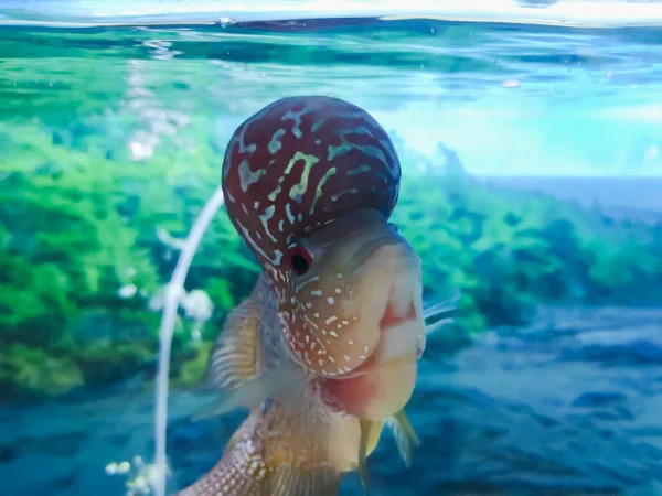 Beautiful Flowerhorn Fish Big Horn Head Tank — Stock Photo, Image