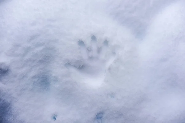 白雪背景的手印 — 图库照片
