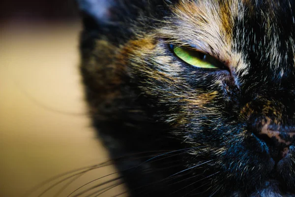 Primer Plano Frente Los Ojos Enojado Gruñón Gato Infeliz Mirando — Foto de Stock