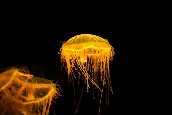 Güzel Orange Denizanası Pasifik Deniz Isırganı Chrysaora Deniz Altının Karanlığında — Stok fotoğraf