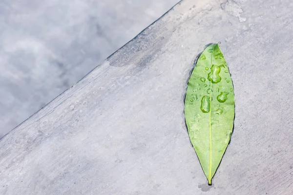Frisches Grünes Blatt Und Wassertropfen Auf Grauem Zementhintergrund Mit Kopierraum — Stockfoto