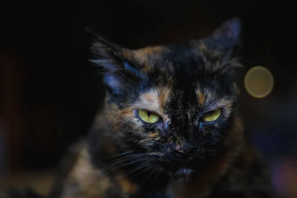 Porträtt Närbild Front Inför Porträtt Arga Grumpy Katt Olycklig Tittar — Stockfoto