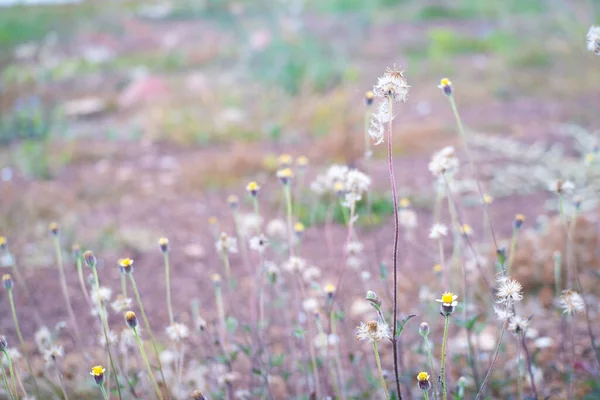 아름다운 Tridax Daisy Coat 자연의 배경에서 바람에 날으는 멕시코 데이지 — 스톡 사진