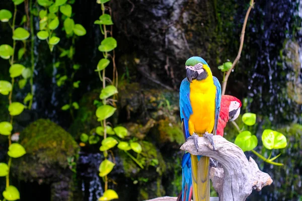 Dalın Üzerinde Renkli Papağan Arka Planda Ara Kloroptera Vahşi Yaşam — Stok fotoğraf