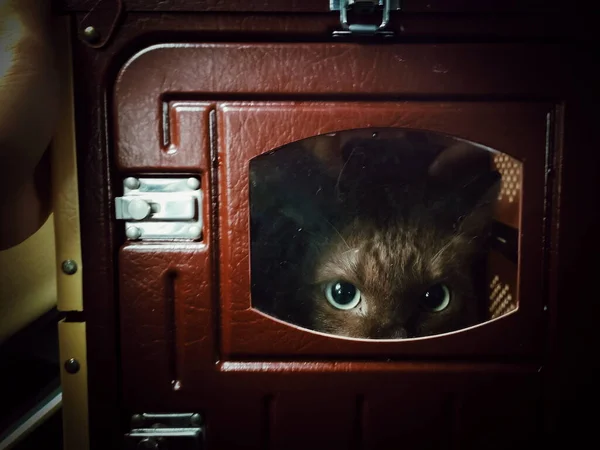 Gros Plan Les Yeux Chat Cachent Cherchent Dans Boîte Rouge — Photo