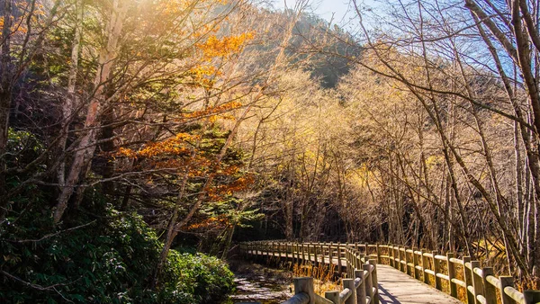 日本の秋の森上高地国立公園の日の出とともに 山道を抜ける曲がりくねった森の木道 — ストック写真