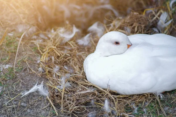 Tatlı Beyaz Ördek Saman Yuvasının Yanında Uzanıyor Dinleniyor — Stok fotoğraf