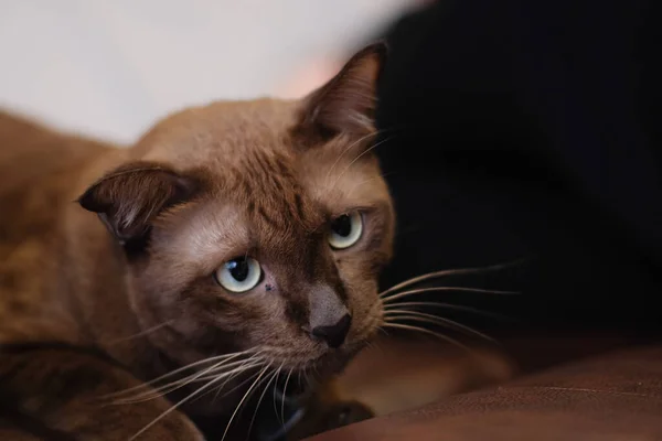 Niedliche Braune Schöne Junge Katze Liegt Und Schaut Kamera Mit — Stockfoto