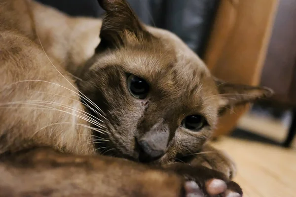 Close Niedliche Braune Schöne Junge Katze Liegt Und Sieht Kamera — Stockfoto