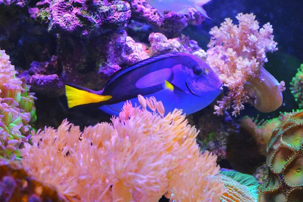 Beautiful Cute Blue Tank Fish Coral Reef Underwater Sea — Stock Photo, Image