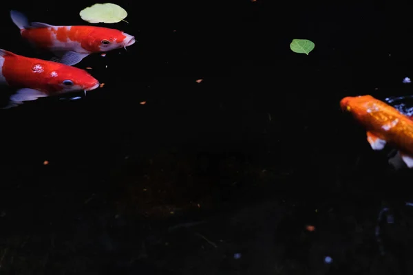 Beautiful Fancy Carps Fish Koi Swimming Pond Dark Background Copy — Stock Photo, Image