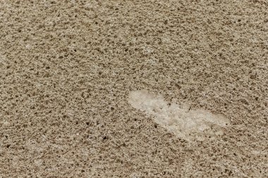 Bir demet Yıldız Bektaşi üzümü meyvesi. Phyllanthus acidus, Otaheite Bektaşi üzümü olarak bilinir.