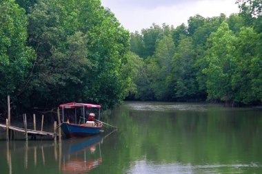 Bir demet Yıldız Bektaşi üzümü meyvesi. Phyllanthus acidus, Otaheite Bektaşi üzümü olarak bilinir.