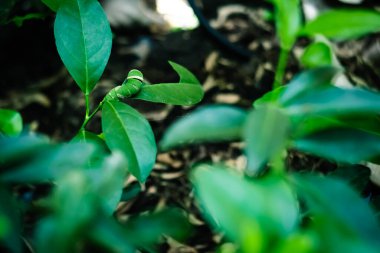 Şirin tırtıl ya da yeşil yaprak yiyen yeşil solucan. Doğadaki vahşi yaşam.