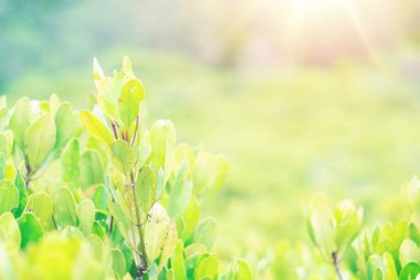 Tayland 'ın bulanık arka planındaki tropikal yağmur ormanlarında güneş ışığıyla birlikte taze yeşil yapraklar. eko doğal ortam ve kopyalama alanı .