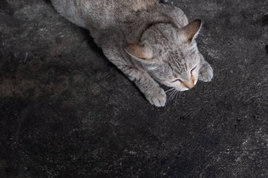 Üst görünüm sevimli kedi uzanıyor ve karanlık zeminde fotokopi aletiyle uyuyor..