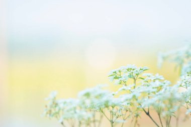 Bulanık doğal arkaplanı olan ve uzayı kopyalayan doğadaki güzel beyaz çiçeklerin yumuşak odak noktasını kapat.