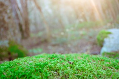Doğa ormanındaki güzel yeşillik ortamı. Arka planda bulanık ağaçlar ve güneş ışığı olan yeşil yosunlara odaklan.