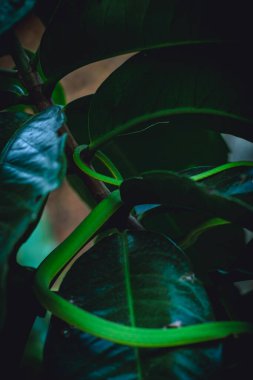 Tropikal doğa, yeşil yapraklar, vahşi yaşam doğa kavramı üzerine küçük yeşil yılan gövdesini kapatın..