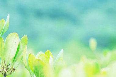 Tropikal yağmur ormanlarındaki taze yeşil yapraklar Tayland 'ın arka planını bulanıklaştırdı. eko doğal ortam ve kopyalama alanı .