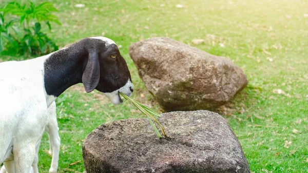 Close Portret Van Schattig Jong Zwart Wit Geit Eten Gras — Stockfoto