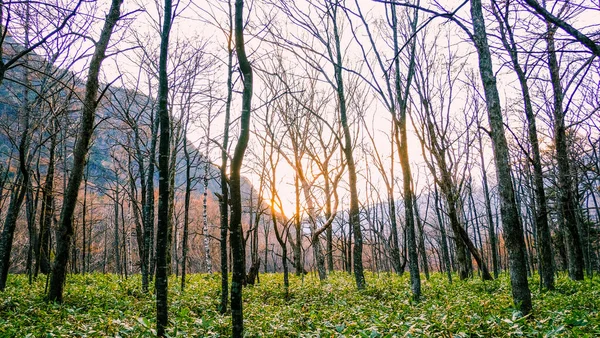 山の空を背景に日没時に森の中の木の枝や緑の草 — ストック写真